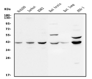 MEK2/MAP2K2 Antibody