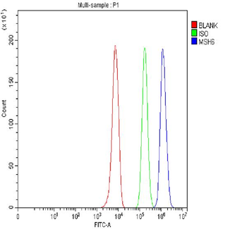 MSH6 Antibody