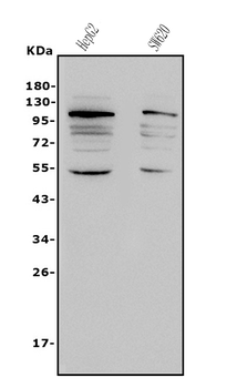 NFE2L2 Rabbit Polyclonal Antibody