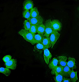 Occludin/OCLN Rabbit Polyclonal Antibody