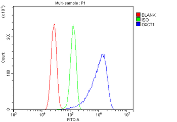 OXCT1/SCOT Rabbit Polyclonal Antibody