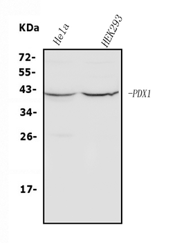 PDX1 Rabbit Polyclonal Antibody