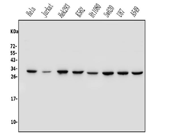REA/PHB2 Antibody