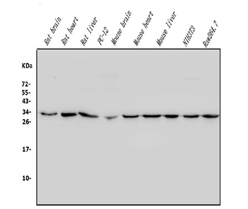 REA/PHB2 Antibody