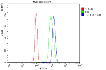 POT1 Rabbit Polyclonal Antibody