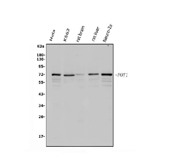 POT1 Rabbit Polyclonal Antibody