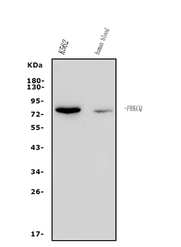 PKC theta/PRKCQ Rabbit Polyclonal Antibody