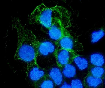 SHP1/PTPN6 Rabbit Polyclonal Antibody