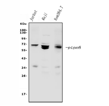 SHP1/PTPN6 Rabbit Polyclonal Antibody