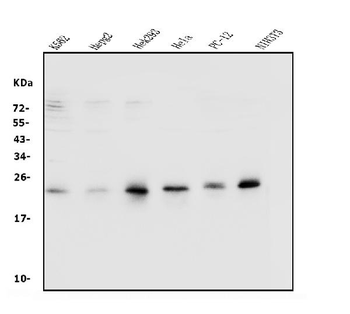 Rab9/RAB9A Rabbit Polyclonal Antibody