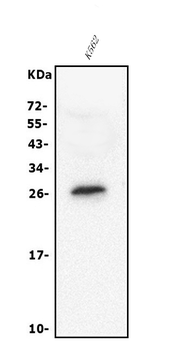 RGS18 Rabbit Polyclonal Antibody
