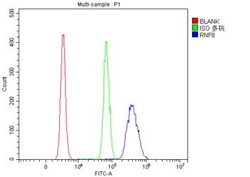 RNF8 Rabbit Polyclonal Antibody