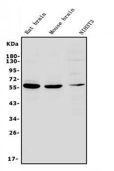RNF8 Rabbit Polyclonal Antibody