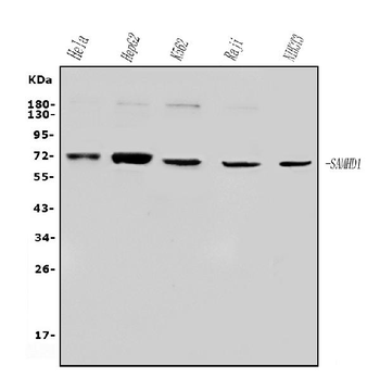 SAMHD1 Rabbit Polyclonal Antibody