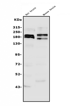 SHANK3 Antibody