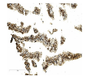 STK3/MST-2 Antibody
