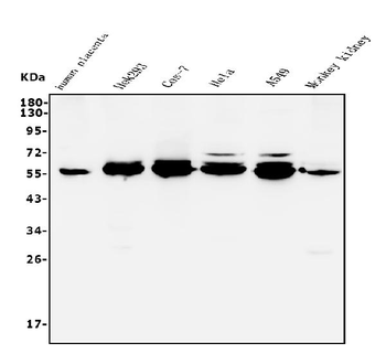 STK3/MST-2 Antibody