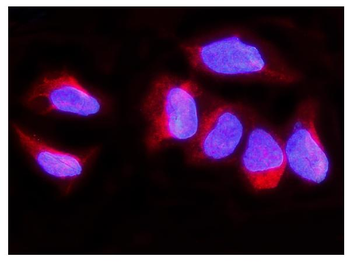 Synaptopodin/SYNPO Rabbit Polyclonal Antibody