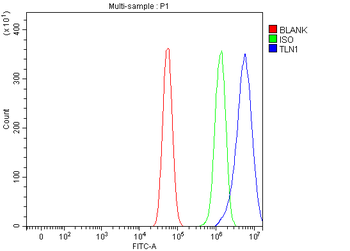Talin 1/TLN1 Antibody