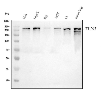 Talin 1/TLN1 Antibody