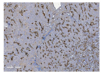 UMOD Antibody
