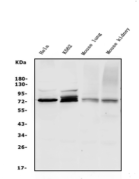 WEE1 Rabbit Polyclonal Antibody
