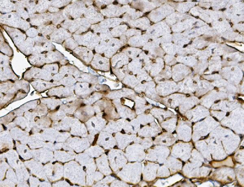 Xrcc4 Rabbit Polyclonal Antibody