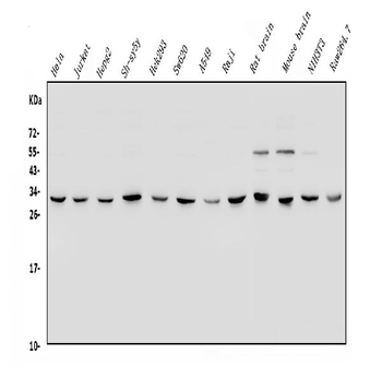 YWHAE Rabbit Polyclonal Antibody