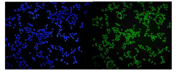 MCPIP1/ZC3H12A Rabbit Polyclonal Antibody