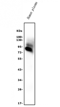 AFM Antibody