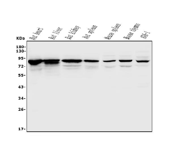 Afm Antibody