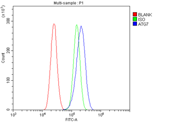 ATG7 Rabbit Polyclonal Antibody