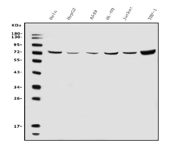 ATG7 Rabbit Polyclonal Antibody