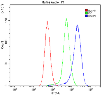 Caspase-9 p35/Casp9 Rabbit Polyclonal Antibody