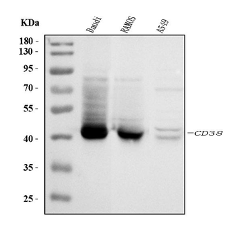 CD38 Antibody