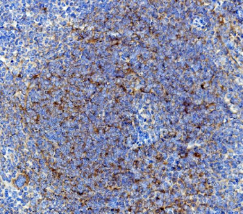 Cd63 Rabbit Polyclonal Antibody
