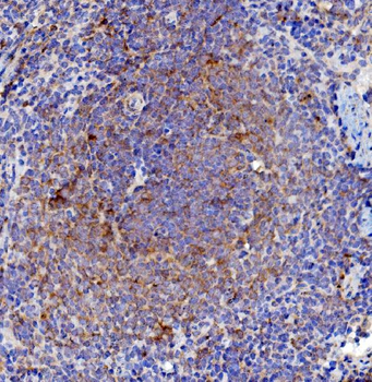 Cd63 Rabbit Polyclonal Antibody