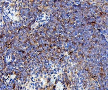 Cd63 Rabbit Polyclonal Antibody