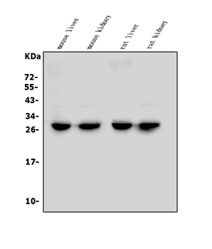 LOC134147/CMBL Rabbit Polyclonal Antibody