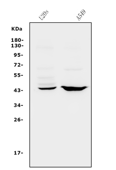 CXCR2 Antibody