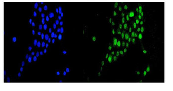DR1 Rabbit Polyclonal Antibody