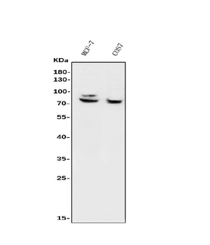 FOXP1 Antibody