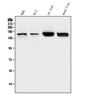 HDAC5 Antibody
