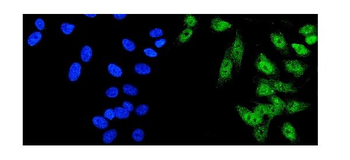 HDAC5 Antibody