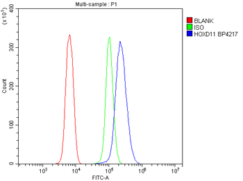 HOXD11 Antibody