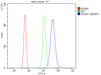 HOXD11 Antibody