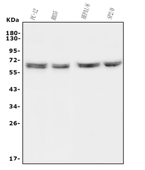 HYAL1 Rabbit Polyclonal Antibody