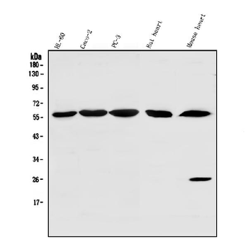 SRP1/KPNA1 Rabbit Polyclonal Antibody