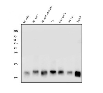 LSM2 Antibody