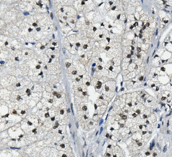 LSM2 Antibody
